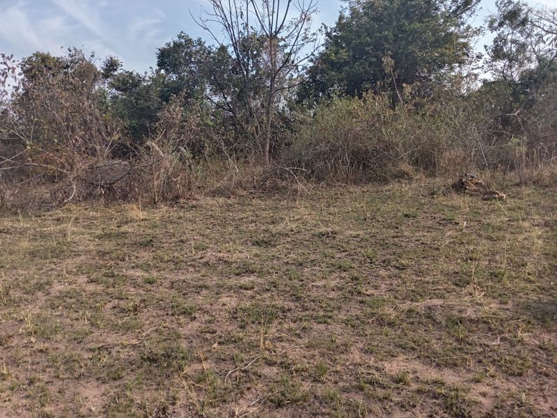 A view of a vacant residential plot featuring natural ground cover and established trees and shrubs.