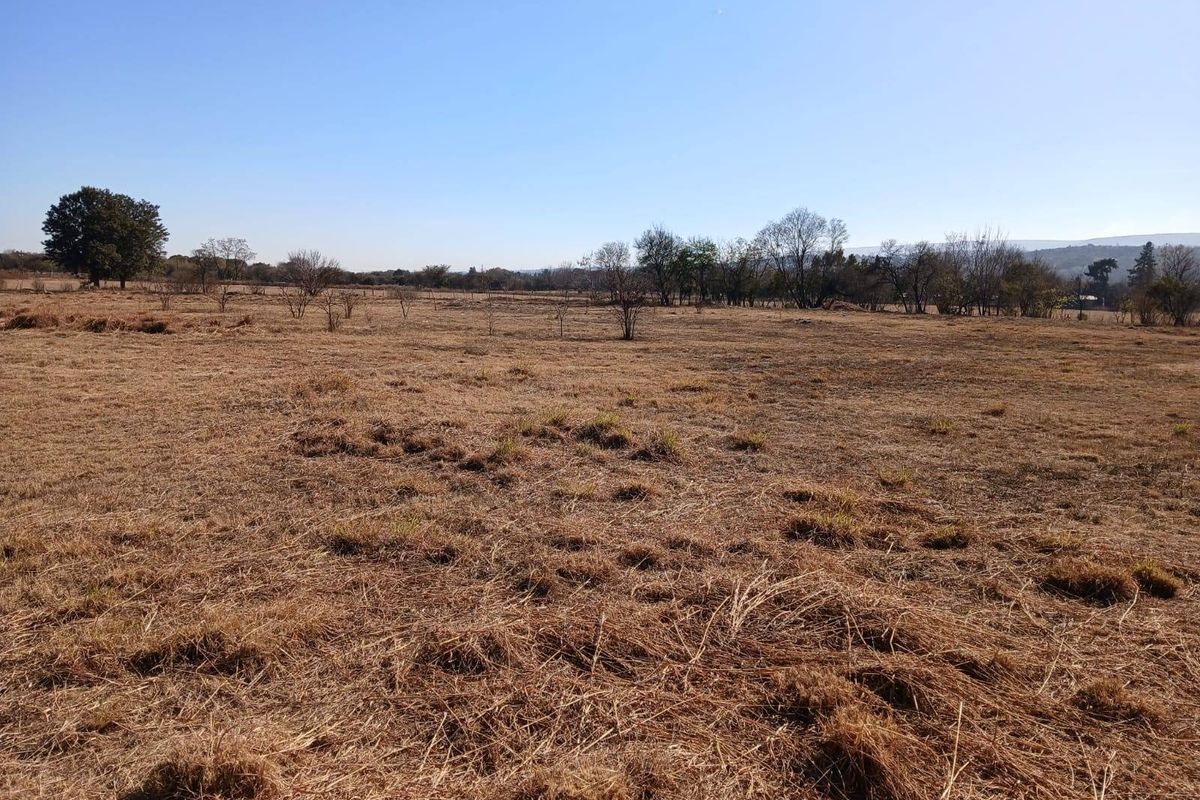 A wide-angle view of the expansive, dry pasture land featuring scattered mature trees under a clear blue sky.