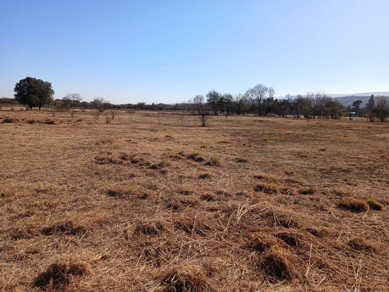 A wide-angle view of the expansive, dry pasture land featuring scattered mature trees under a clear blue sky.