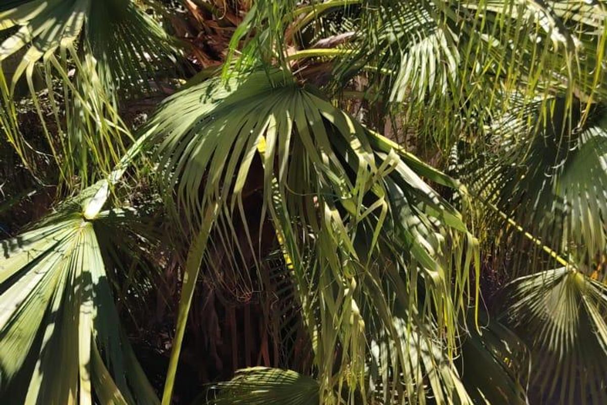 An elevated view of a rear garden area featuring a large palm tree and a satellite dish mounted near a brick parapet.