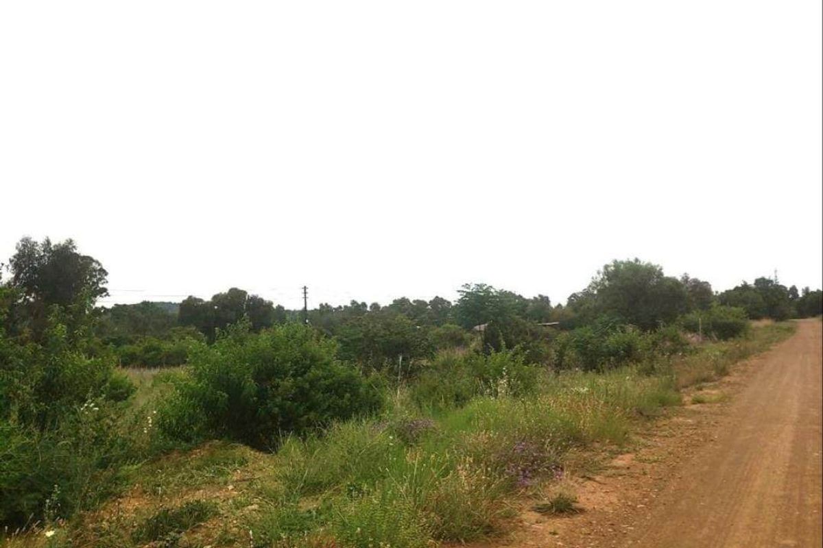 A view of an unpaved road bordering a vacant residential plot with natural vegetation and trees.