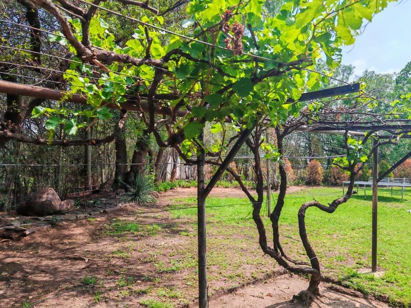 A spacious garden area featuring a mature grapevine supported by a metal trellis structure, set against a backdrop of established trees and lawn.