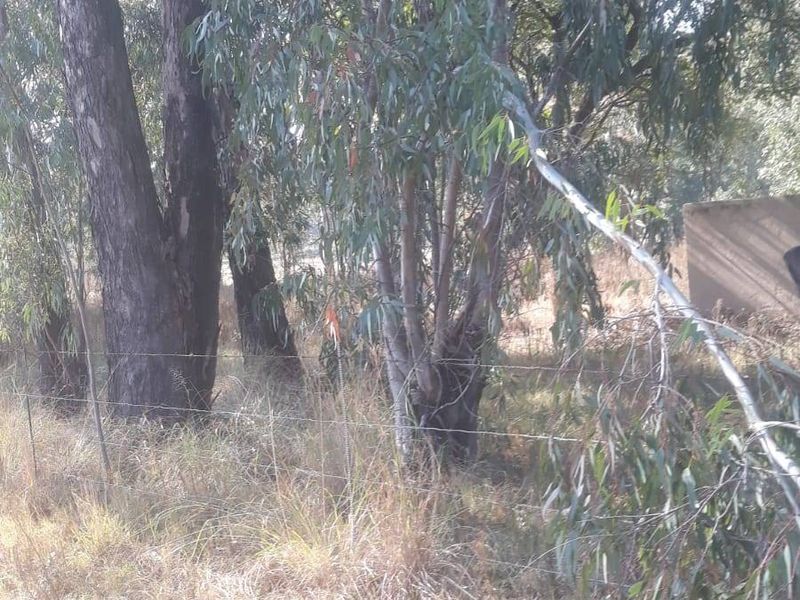 A view of the vacant residential land featuring mature trees and existing wire perimeter fencing.