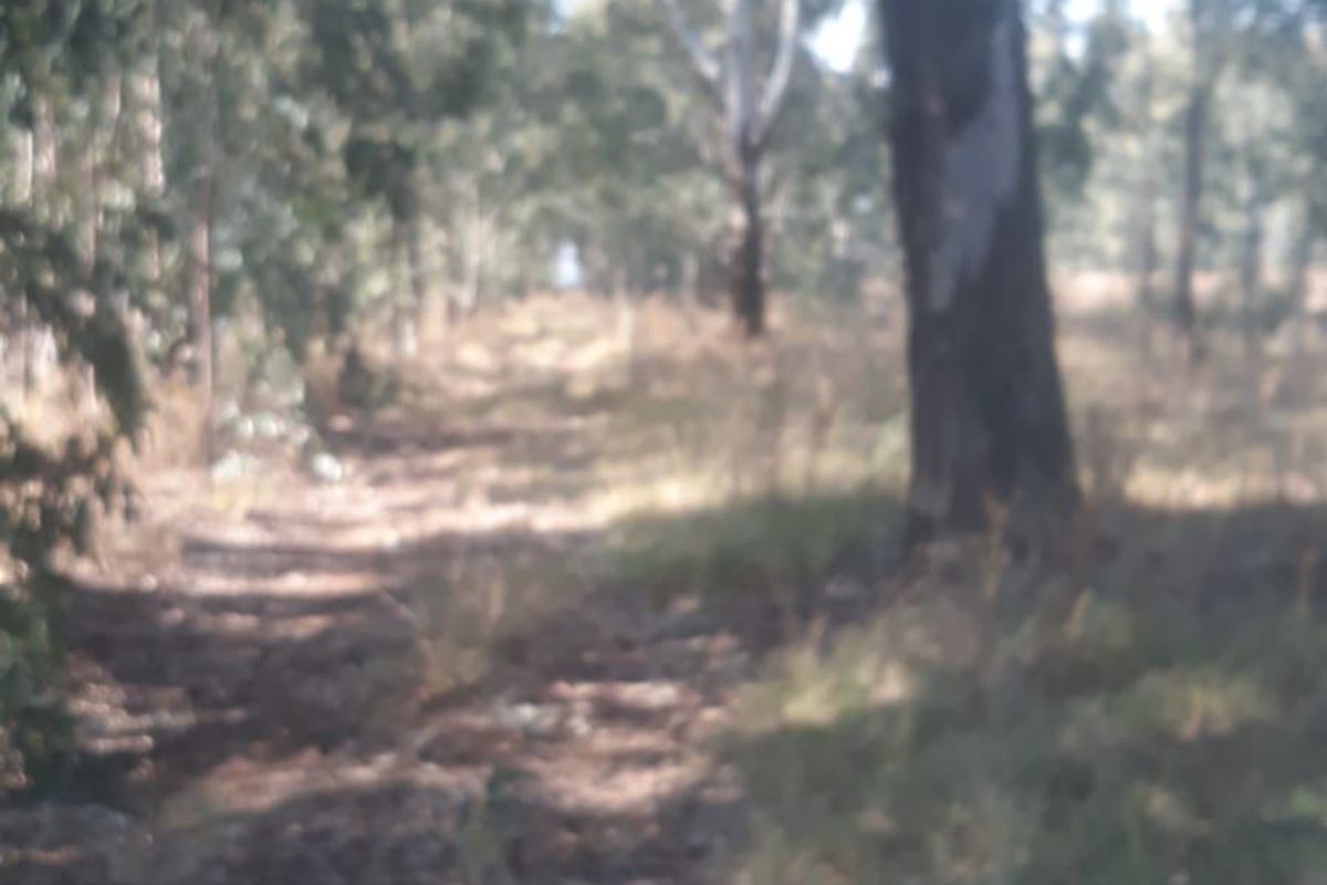 A view of a natural, wooded area on the residential land, featuring mature trees and native vegetation.