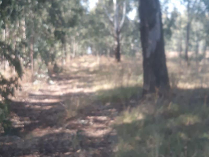 A view of a natural, wooded area on the residential land, featuring mature trees and native vegetation.