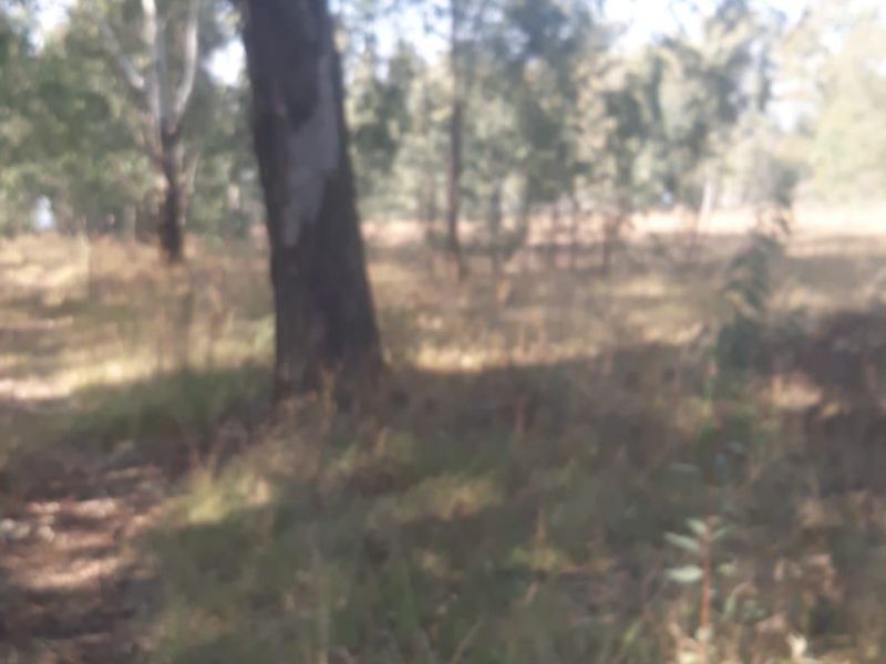 A view of a natural, undeveloped residential plot featuring mature trees and native vegetation.