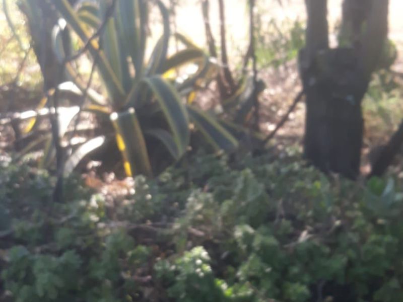 A view of a garden area featuring established trees and various plantings on the residential land.