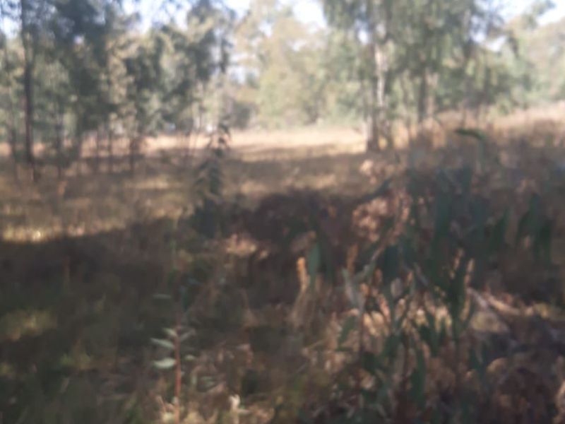 A view of a natural, undeveloped residential plot featuring mature trees and native vegetation.