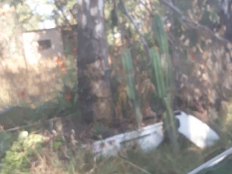 A view of an overgrown garden area featuring mature trees and cacti on the residential property.
