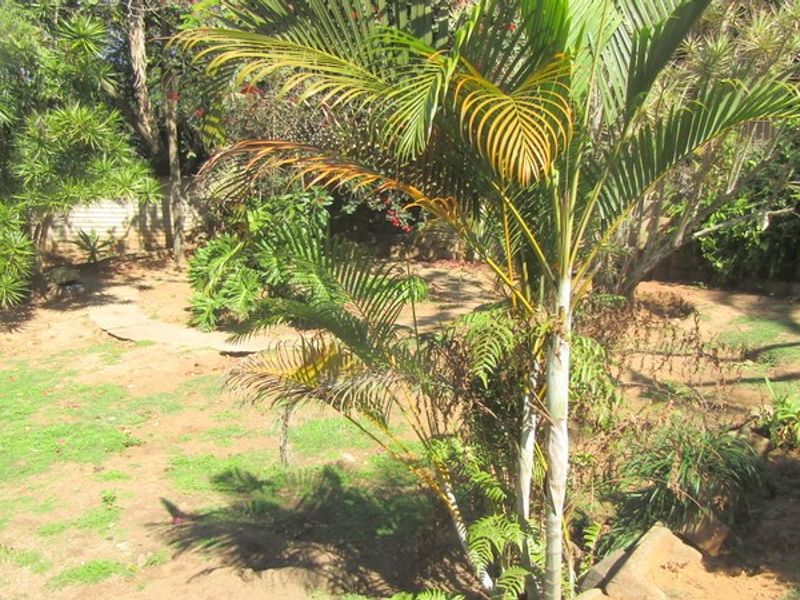 A view of the property garden featuring mature palm trees and a boundary wall, with areas of sparse lawn and exposed soil.
