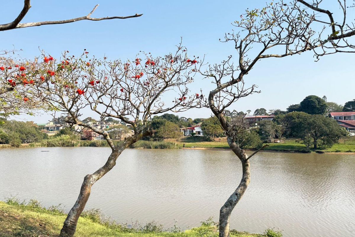 A scenic view overlooking a tranquil lake with mature trees in the foreground and residential properties visible in the distance.