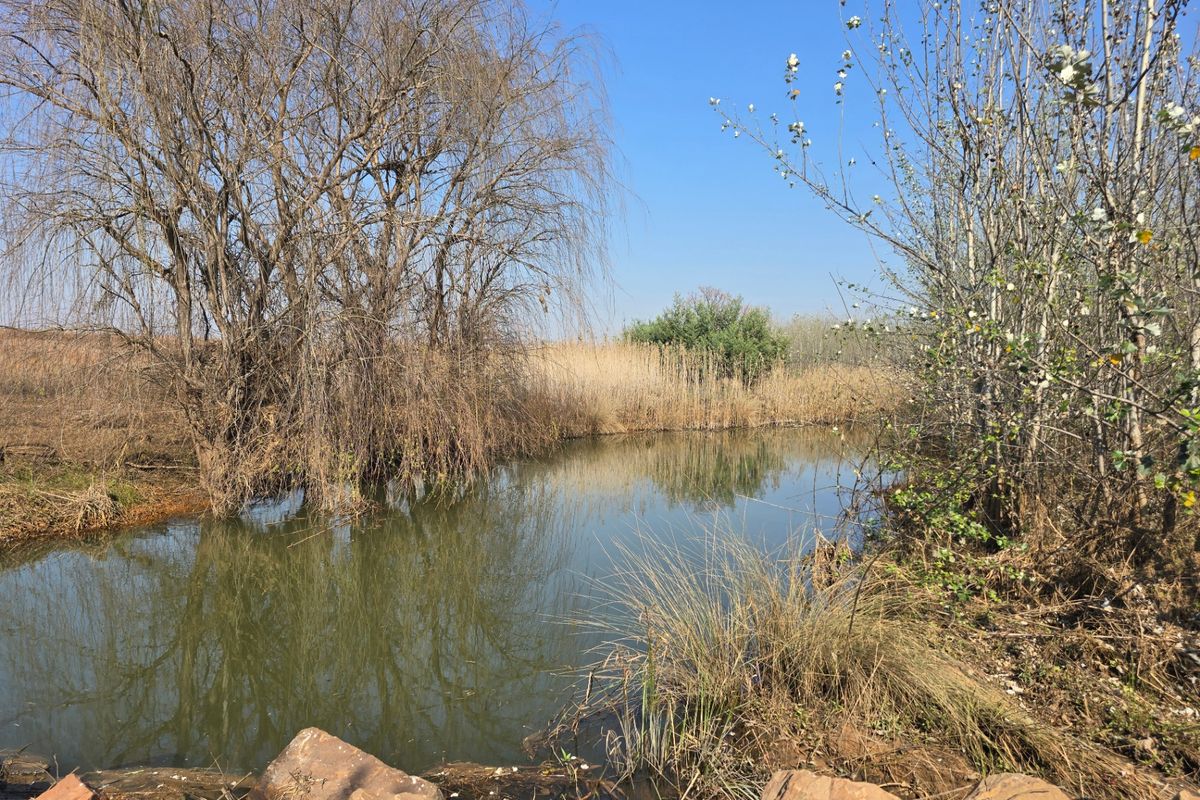 A natural water feature on the vacant residential land, featuring reeds, mature trees, and rocky banks.