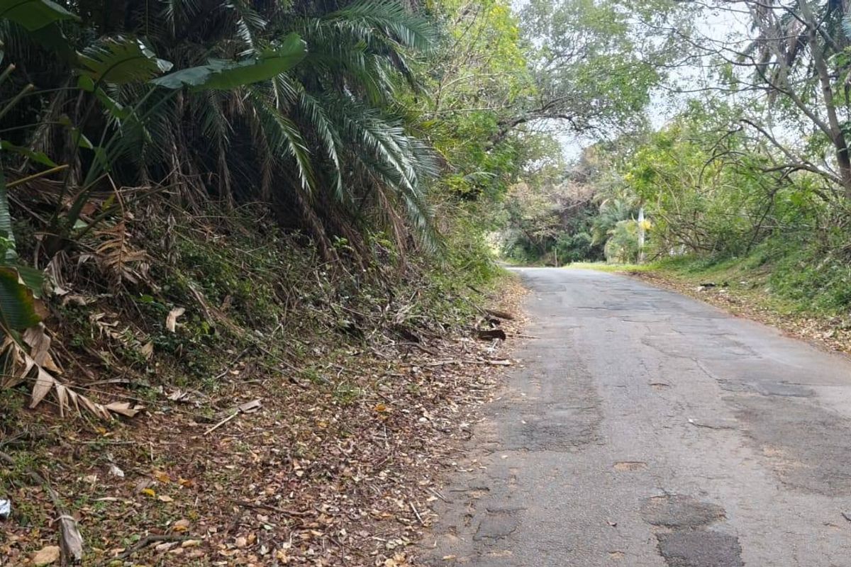 A view of the asphalt access road bordering the vacant residential land, featuring surrounding mature trees and dense vegetation.