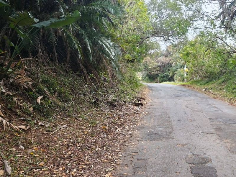 A view of the asphalt access road bordering the vacant residential land, featuring surrounding mature trees and dense vegetation.