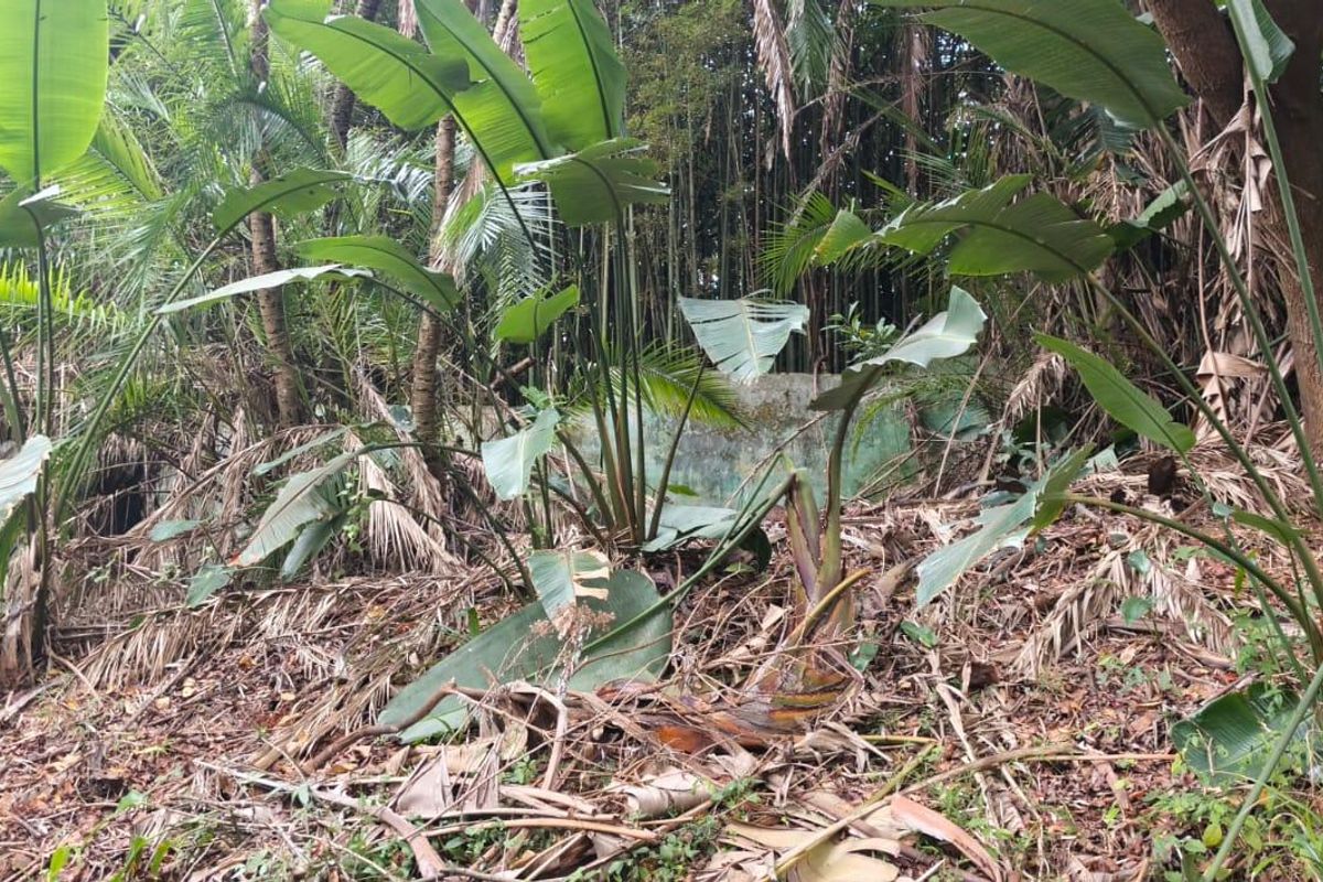 A heavily overgrown residential garden plot featuring dense tropical vegetation and a partially obscured, weathered concrete retaining wall structure.