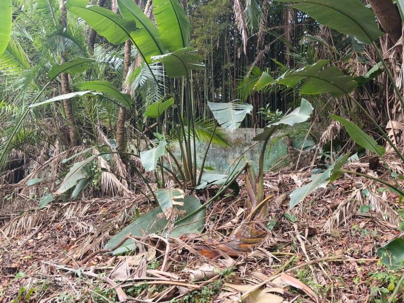 A heavily overgrown residential garden plot featuring dense tropical vegetation and a partially obscured, weathered concrete retaining wall structure.