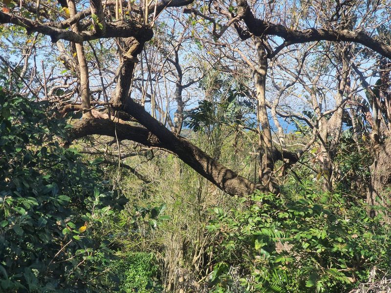 A view of dense, mature vegetation and trees on the residential vacant land plot.
