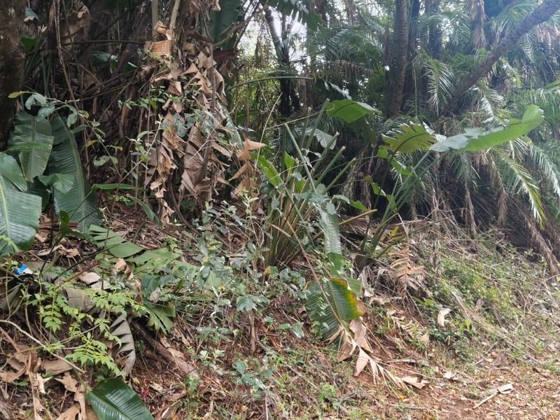 A view of the sloped, densely vegetated area on the residential vacant land, featuring mature trees and natural ground cover.