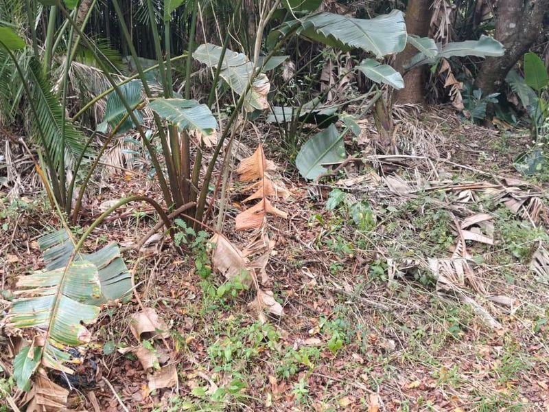 A view of the overgrown garden area featuring mature trees and dense natural vegetation on the residential land.