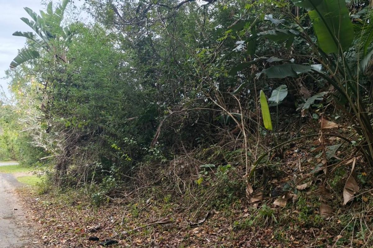 A view of the paved street frontage adjacent to the undeveloped residential land, featuring dense natural vegetation and trees.