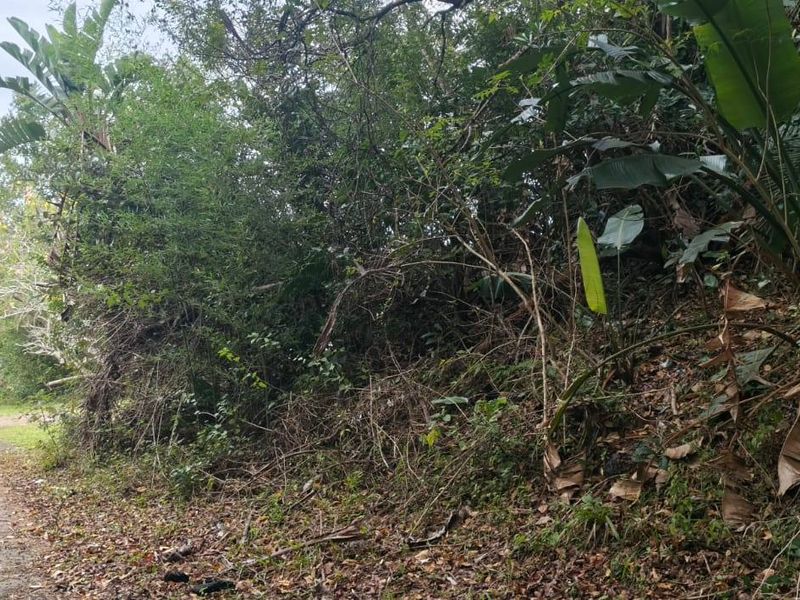 A view of the paved street frontage adjacent to the undeveloped residential land, featuring dense natural vegetation and trees.
