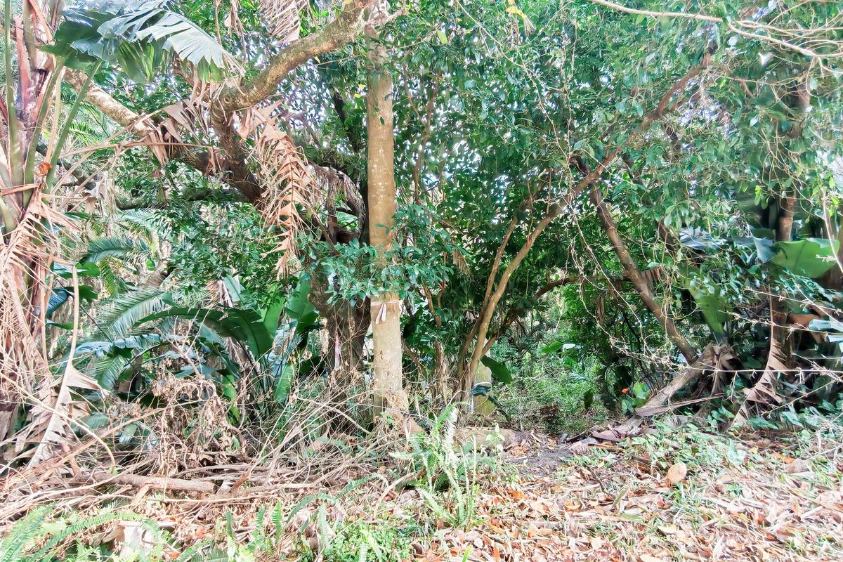 A view of a densely wooded area with mature trees and thick natural vegetation on the residential land.