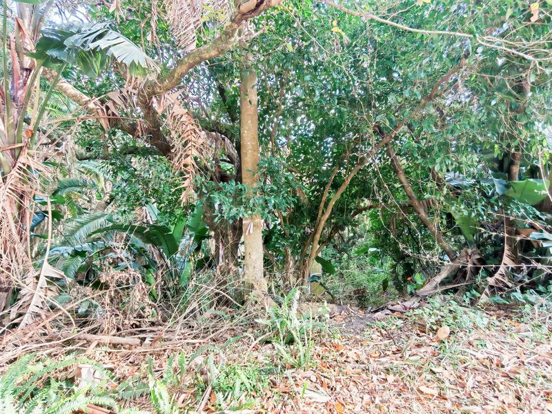 A view of a densely wooded area with mature trees and thick natural vegetation on the residential land.