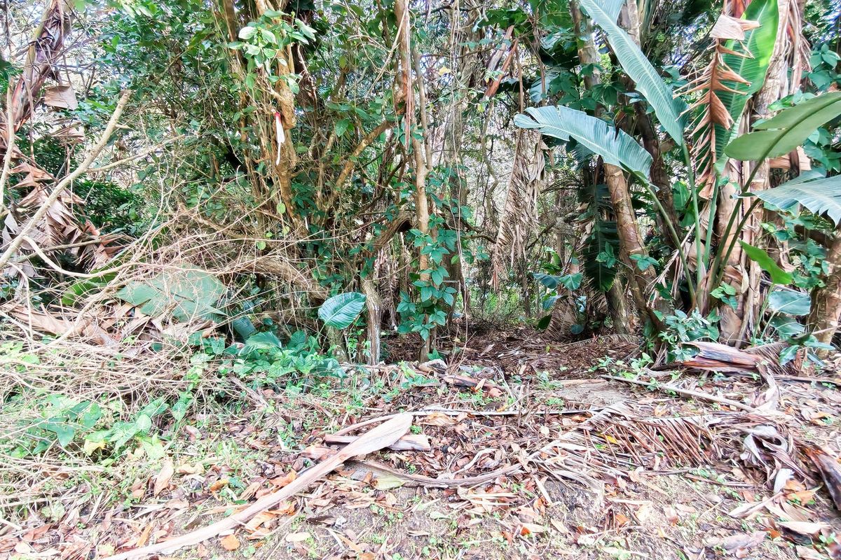 A view of a densely vegetated, overgrown residential plot featuring mature trees and natural ground cover.