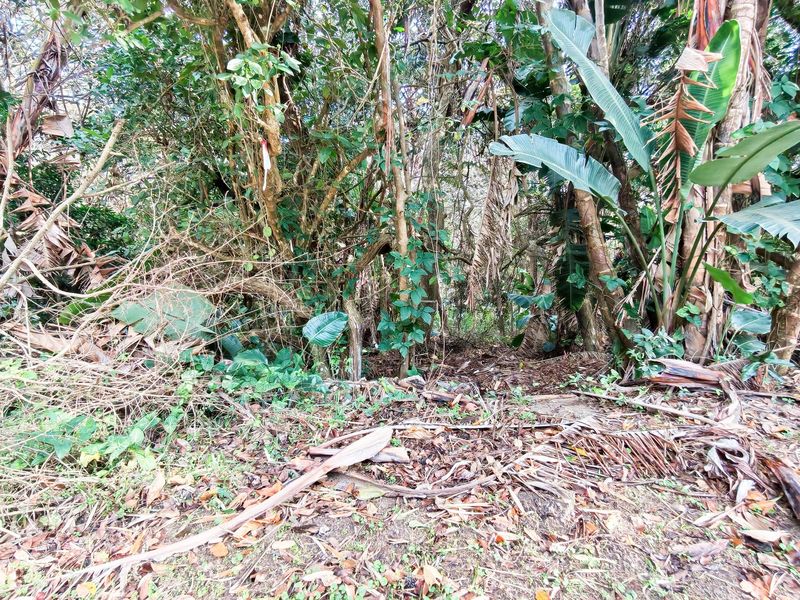 A view of a densely vegetated, overgrown residential plot featuring mature trees and natural ground cover.