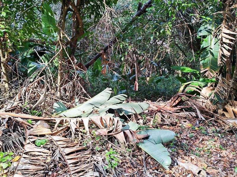 A view of a heavily overgrown residential plot featuring dense tropical vegetation and significant accumulation of organic debris.
