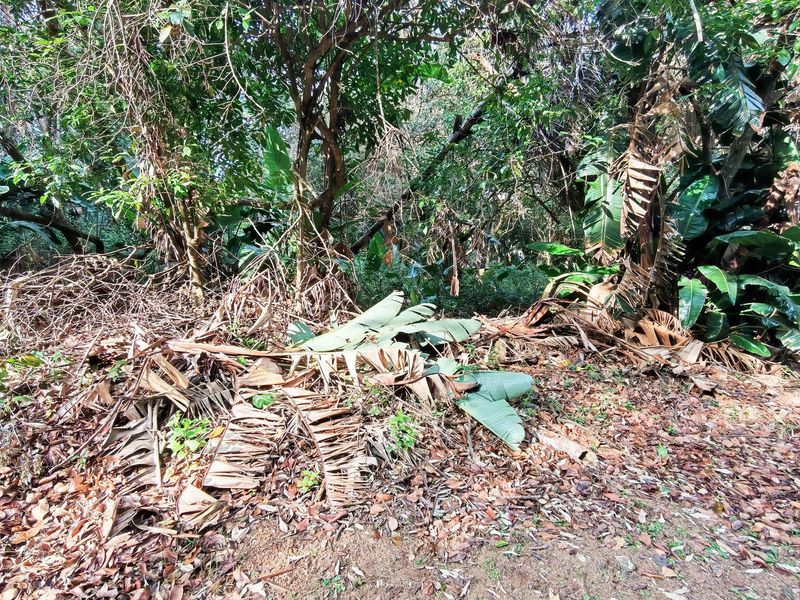 A view of a densely wooded and overgrown residential plot featuring mature trees and significant accumulation of organic garden debris.