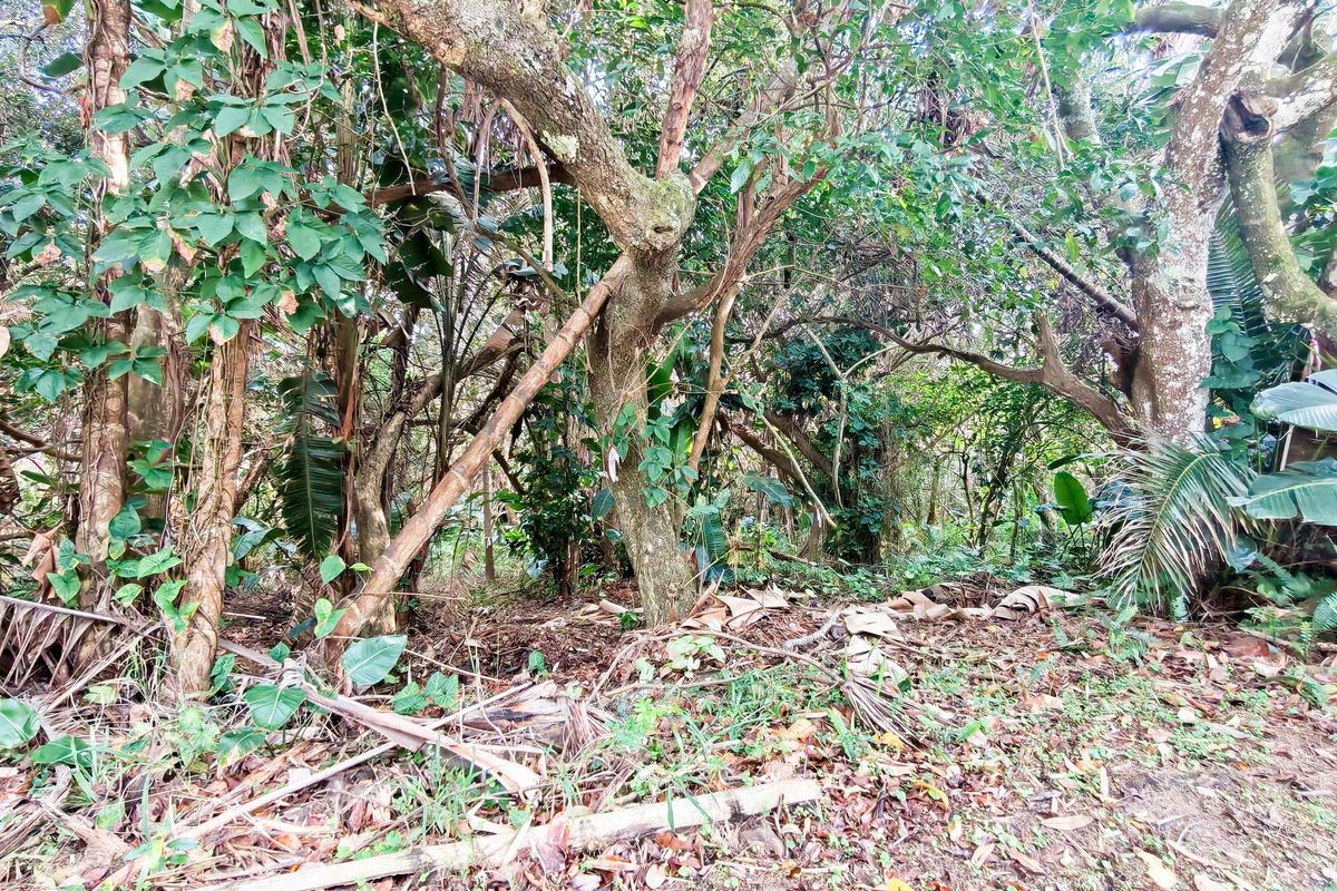 A view of a densely wooded residential plot featuring mature trees and natural vegetation, suitable for clearing and development.