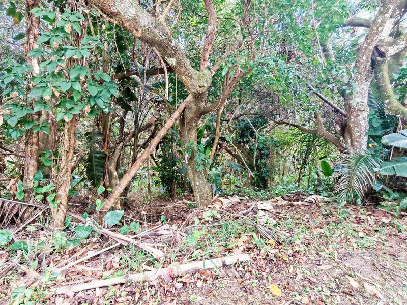 A view of a densely wooded residential plot featuring mature trees and natural vegetation, suitable for clearing and development.