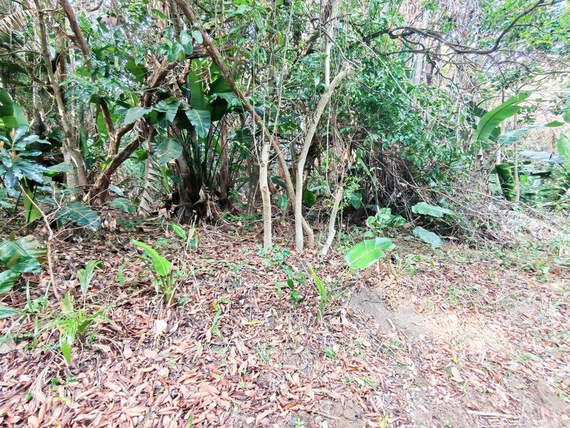 A view of a densely vegetated area on the residential plot, featuring mature trees and natural ground cover.