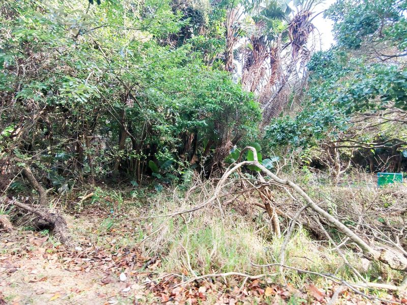 A view of a densely vegetated plot of land featuring mature trees and natural undergrowth.