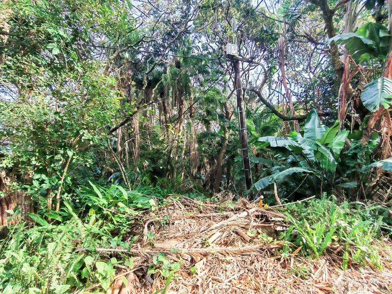 A densely overgrown residential plot featuring mature trees, thick vegetation, and an existing utility pole with overhead power lines.