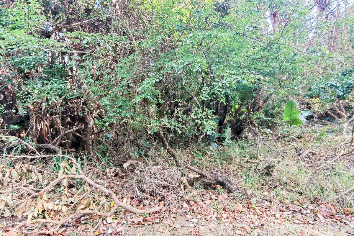 A view of a densely overgrown plot of land featuring mature trees and thick natural vegetation.