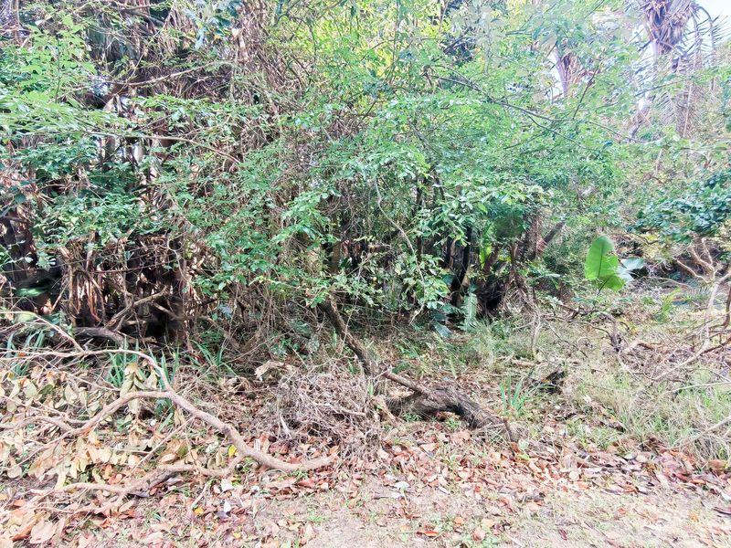 A view of a densely overgrown plot of land featuring mature trees and thick natural vegetation.