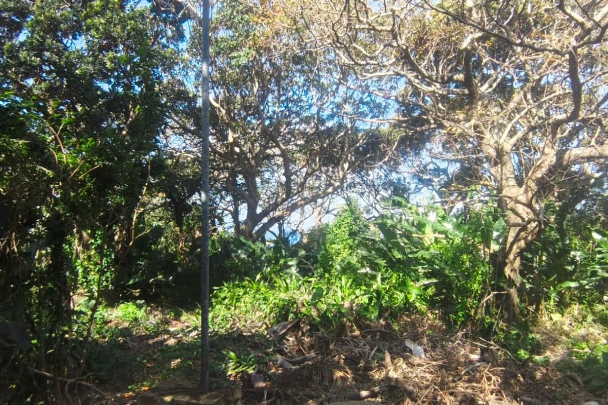 A view of a densely wooded residential plot featuring mature trees and established natural vegetation.