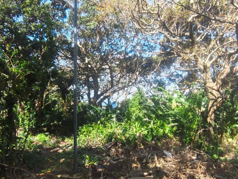 A view of a densely wooded residential plot featuring mature trees and established natural vegetation.