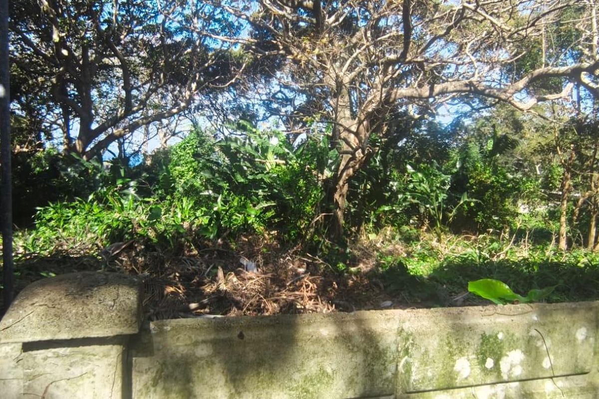 A view of a residential plot featuring a concrete boundary wall and dense, overgrown vegetation with mature trees.