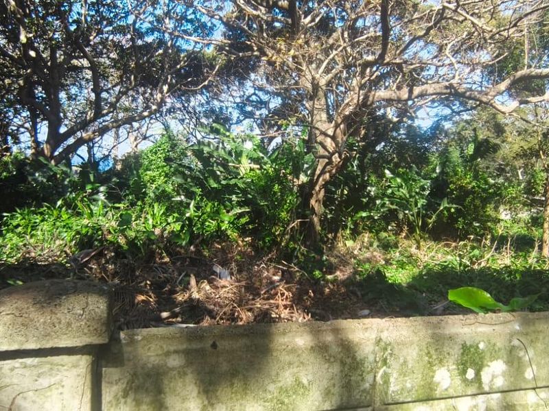 A view of a residential plot featuring a concrete boundary wall and dense, overgrown vegetation with mature trees.