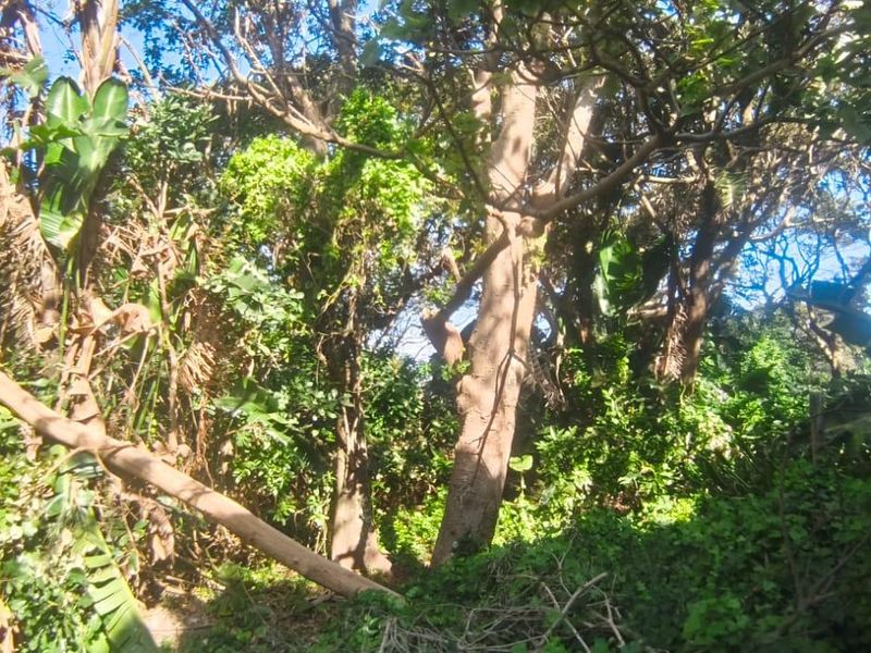 A view of a densely vegetated plot featuring mature trees and thick undergrowth, typical of an undeveloped residential land parcel.