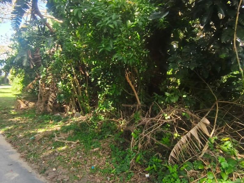A view of the asphalt road bordering the residential land, featuring mature trees and dense natural vegetation along the property boundary.