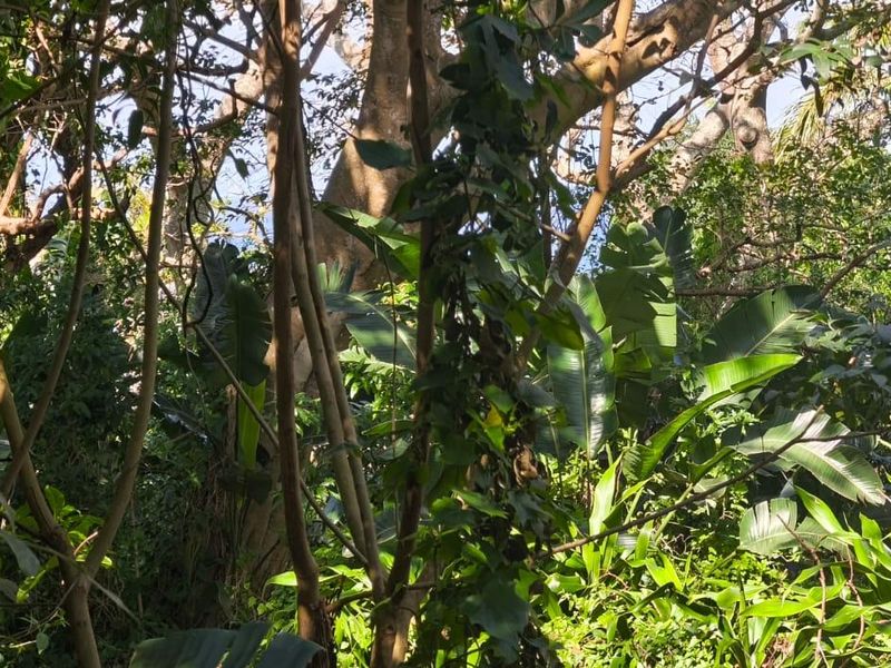A view of a densely vegetated garden area featuring mature trees and lush tropical foliage on the residential property.
