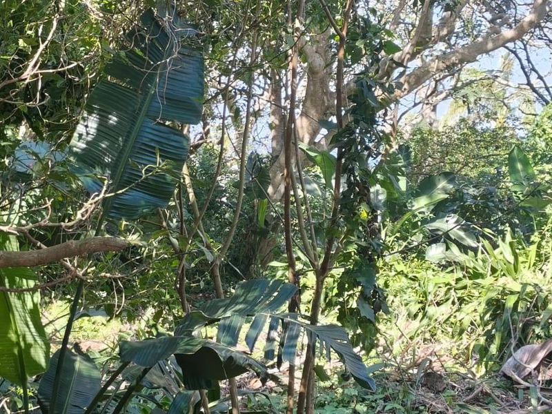 A view of a densely vegetated residential plot featuring mature trees and established tropical foliage.