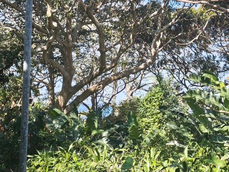 A view of a densely vegetated residential plot featuring mature trees and established garden foliage.
