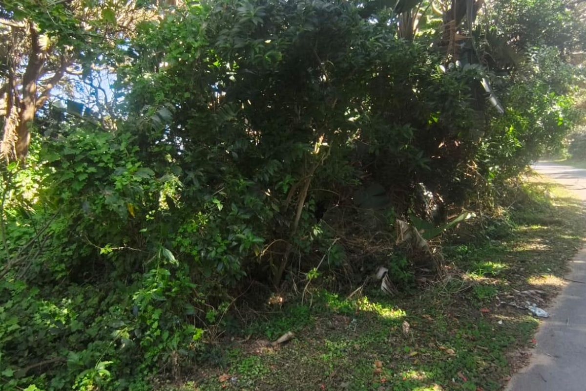 A view of the street frontage showing dense, overgrown vegetation bordering an asphalt road on a vacant residential plot.