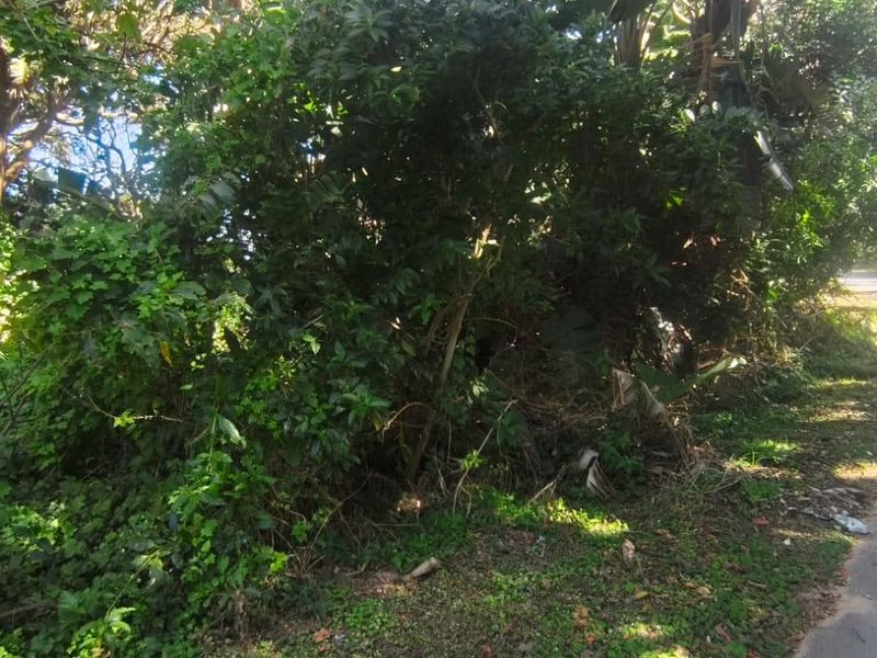 A view of the street frontage showing dense, overgrown vegetation bordering an asphalt road on a vacant residential plot.