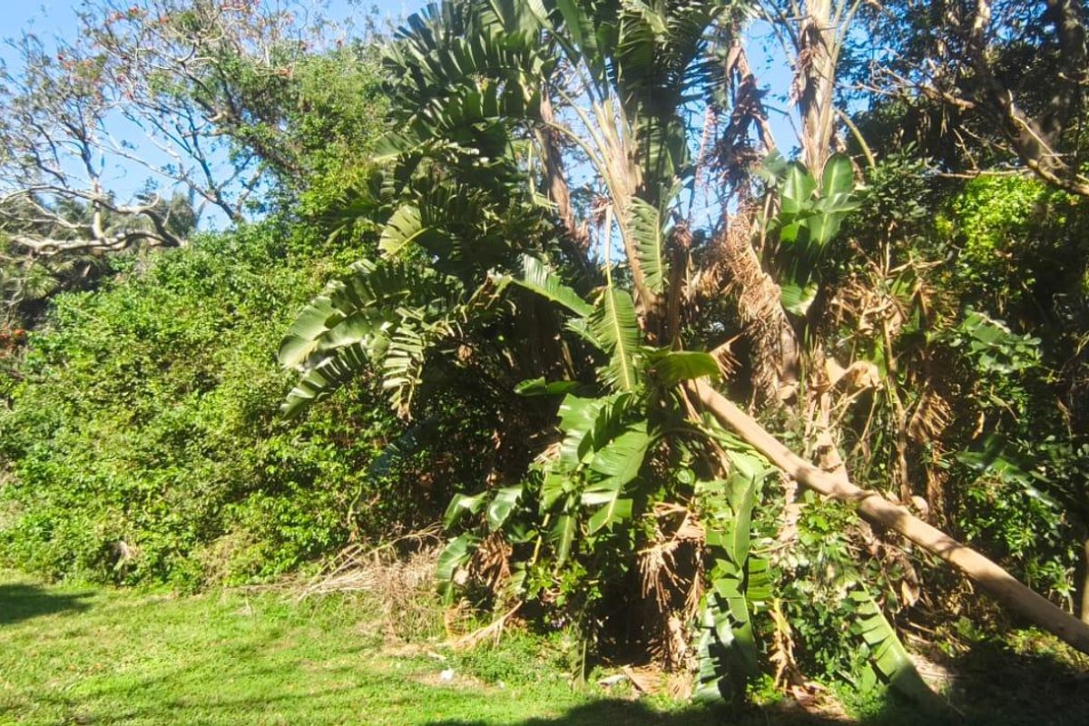 A view of a residential plot featuring dense, mature vegetation and established trees, providing a natural setting for potential development.